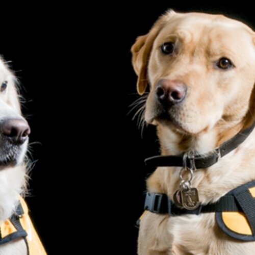 Dementia Dog